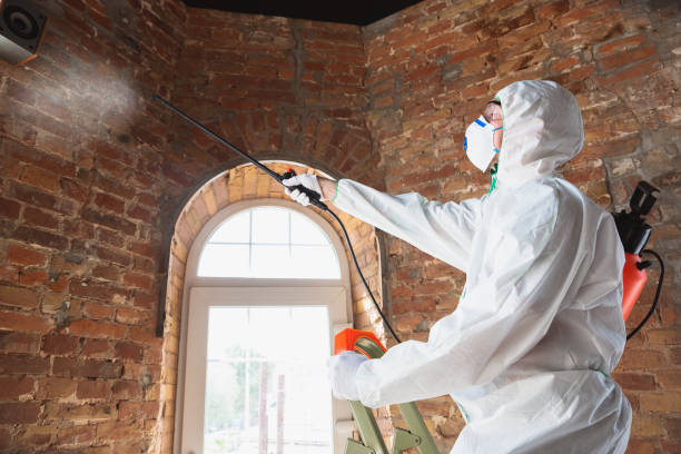 Best Black Mold Removal  in Swarthmore, PA